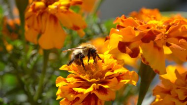 Çiçekten polen toplayan bir yaban arısının makro görüntüsü..