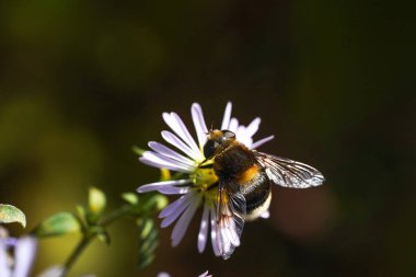 Volucella bombylans var plumata hoverfly. Syrphidae familyasından mükemmel bir yaban arısı, çiçeklerle besleniyor.