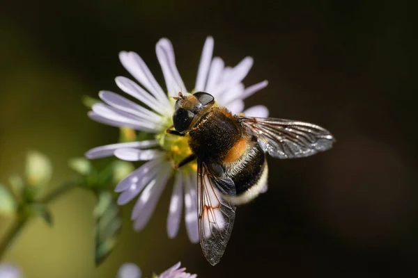 Μια μεγάλη σφήκα μιμείται Hoverfly, Volucella zonaria, nectaring σε ένα λουλούδι. — Φωτογραφία Αρχείου