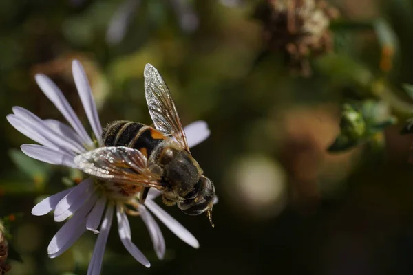 Volucella bombylans var plumata hoverfly. Εξαιρετική bumblebee μιμούνται στην οικογένεια Syrphidae, nectaring σε λουλούδι — Φωτογραφία Αρχείου