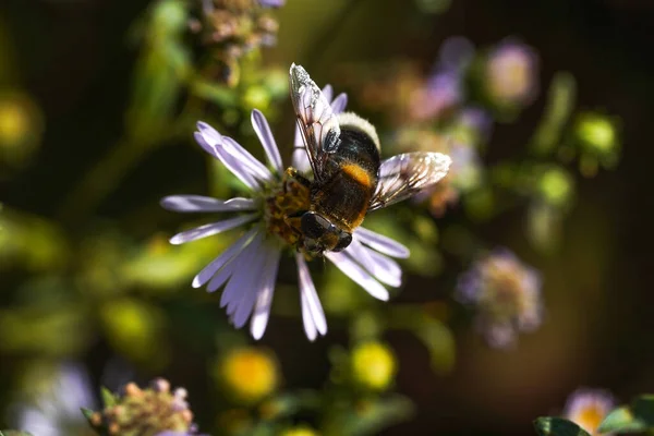 Volucella bombylans var plumata hoverfly. Εξαιρετική bumblebee μιμούνται στην οικογένεια Syrphidae, nectaring σε λουλούδι — Φωτογραφία Αρχείου