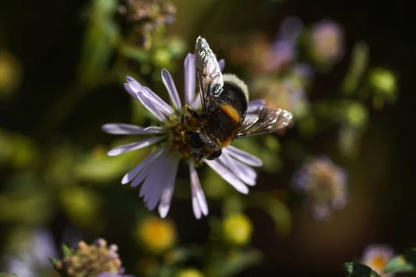 Volucella bombylans var plumata hoverfly. Syrphidae familyasından mükemmel bir yaban arısı, çiçeklerle besleniyor. — Stok fotoğraf