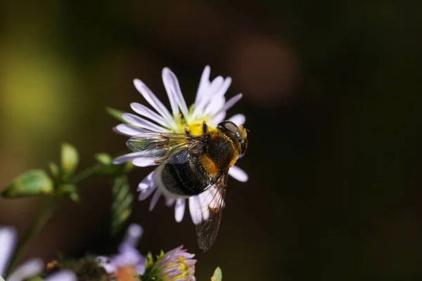 Volucella bomylans var plumata hoverfly. Excellente imitation de bourdon dans la famille des Syrphidés, nectaring sur fleur — Photo