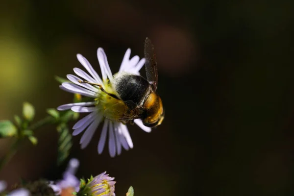 Volucella bombylans var plumata hoverfly. Εξαιρετική bumblebee μιμούνται στην οικογένεια Syrphidae, nectaring σε λουλούδι — Φωτογραφία Αρχείου