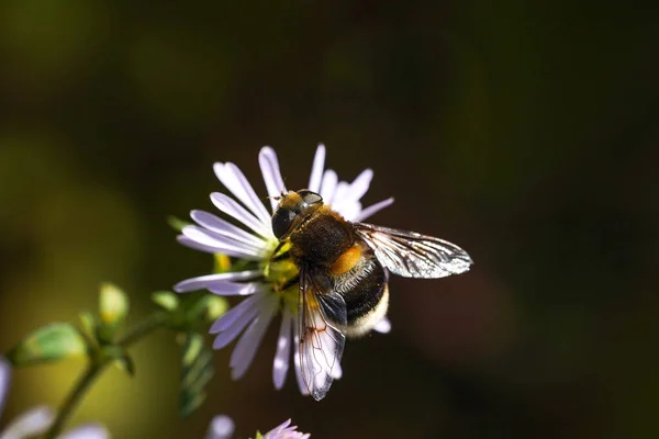 Volucella bombylans var plumata hoverfly. Εξαιρετική bumblebee μιμούνται στην οικογένεια Syrphidae, nectaring σε λουλούδι — Φωτογραφία Αρχείου