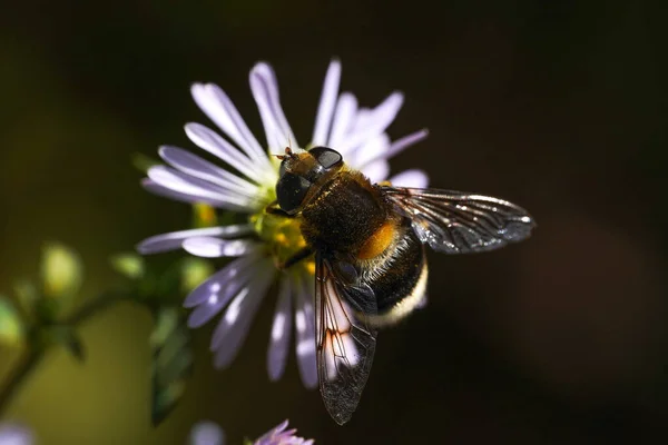 Volucella bombylans var plumata hoverfly. Syrphidae familyasından mükemmel bir yaban arısı, çiçeklerle besleniyor. — Stok fotoğraf
