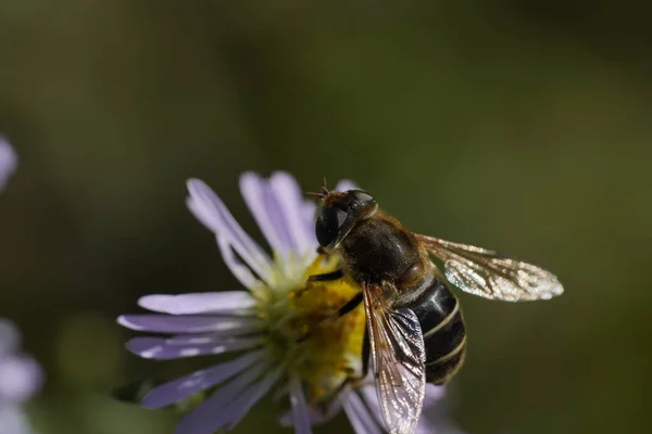 Μια σφήκα-μιμείται hoverfly Volucella zonaria, Οικογένεια Tachnidae — Φωτογραφία Αρχείου