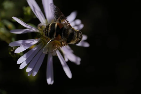 Eine hornissenähnliche Schwebfliege Volucella zonaria, Familie Tachnidae — Stockfoto