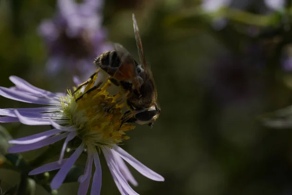 Μια σφήκα-μιμείται hoverfly Volucella zonaria, Οικογένεια Tachnidae — Φωτογραφία Αρχείου