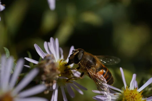 Μια σφήκα-μιμείται hoverfly Volucella zonaria, Οικογένεια Tachnidae — Φωτογραφία Αρχείου