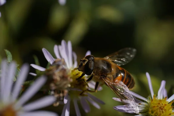 Μια σφήκα-μιμείται hoverfly Volucella zonaria, Οικογένεια Tachnidae — Φωτογραφία Αρχείου