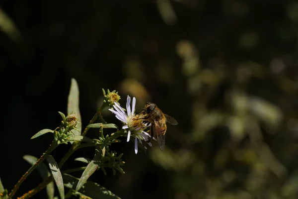 Hornet-mimic hoverfly Volucella zonaria, Family Tachnidae — стокове фото