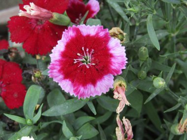 Ev bahçesinde pembe kenarları ile Kırmızı çiçek de ofis bahçesi için cazip