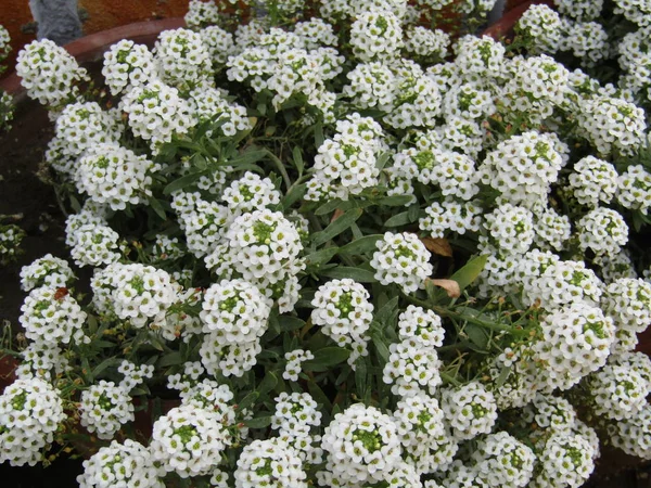 Flor Blanca Jardín Casero —  Fotos de Stock