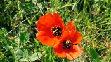 Kırmızı haşhaş çiçeği üzerinde nektar poleni toplayan iki arı