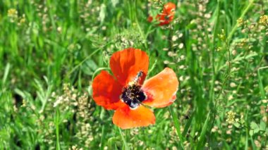 Kırmızı haşhaş çiçeği üzerinde eşek arısı yıkar yakın. Güneşli sabah