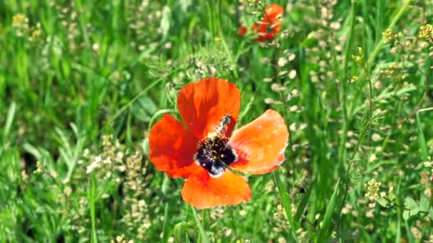 Kırmızı haşhaş çiçeği üzerinde eşek arısı yıkar yakın. Güneşli sabah — Stok video