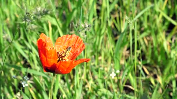 Η πλευρική θέα της σφήκα πλένεται στο κόκκινο λουλούδι παπαρούνας. Ηλιόλουστο πρωινό — Αρχείο Βίντεο