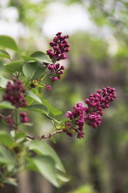 Önü ve arkası bulanık, bordo leylaktan dallar ve çiçekler..