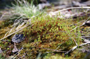 Bahar güneşinde genç filizler. Yakın plan..