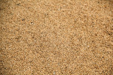 Sıcak renklerde buğday tanelerinin dokusu.