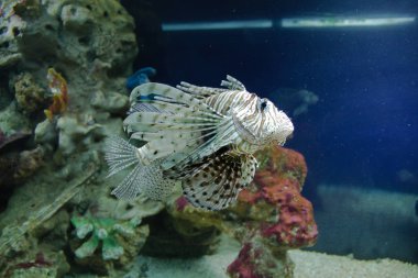 Moskova akvaryumunda yüzen tehlikeli zehirli balıklar..