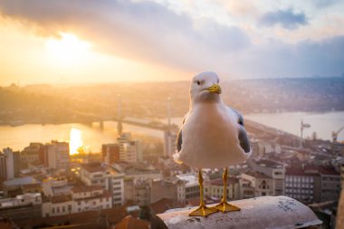 galata köprüsü ve martı ile Haliç galata kulesinden istanbul günbatımı wiev