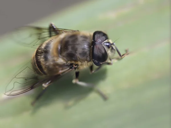 ポルトガルの牧草地から葉蜂クローズ アップ — ストック写真