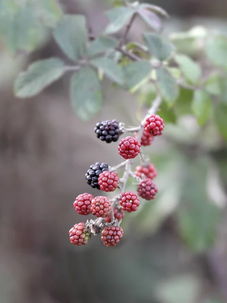 Wild Blackberries Macro Portuguese Meadow — Stock Photo, Image