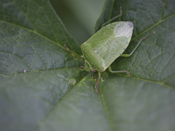 Macro of a green bug on a green leaf