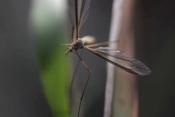 Close Mosquito Assustador Escondido Escuro — Fotografia de Stock