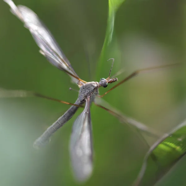 Hidden Mosquito European Meadow — Stock Photo, Image