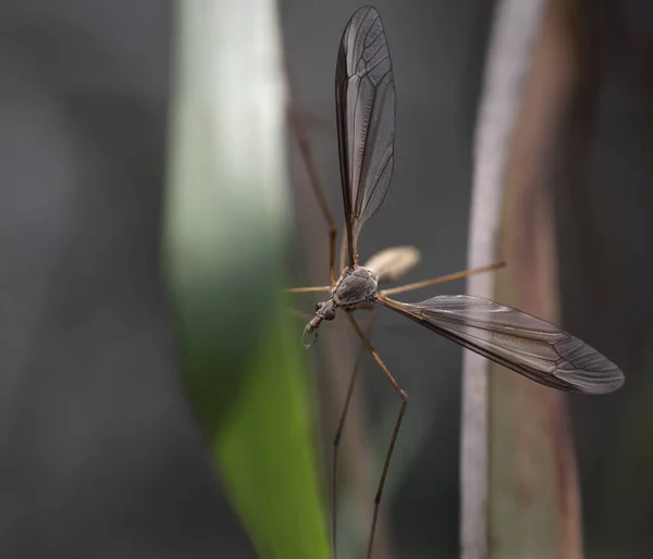 Closeup Creepy Mosquito Hidden Dark — Stock Photo, Image