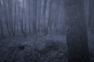 Akşam veya gece ürkütücü sisli woods