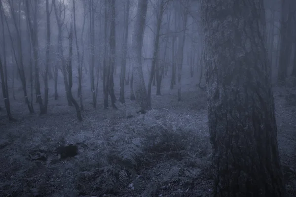 夕暮れや夜に不気味な霧の森 — ストック写真
