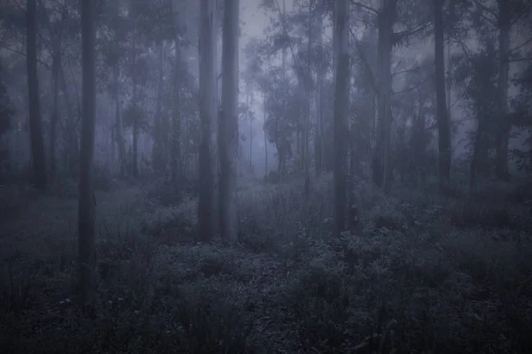 Spookachtige Mistige Bos Schemering Nachts — Stockfoto