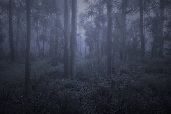 Spooky foggy woods at dusk or night