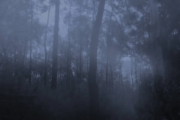 黄昏或夜晚的幽灵般的雾树林 — 图库照片
