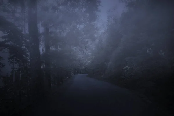 森林路在夜间 — 图库照片