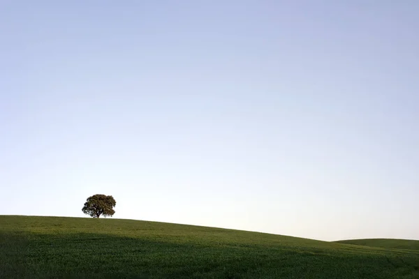 Типичный Равнинный Ландшафт Алентежу Португалии — стоковое фото
