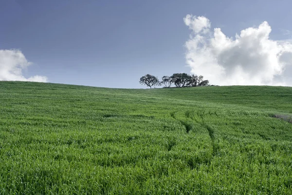 Paisaje Llano Típico Del Alentejo Sur Portugal —  Fotos de Stock