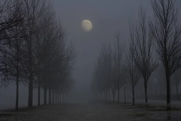 Foggy Park Crepuscolo Vedendo Sorgere Luna — Foto Stock