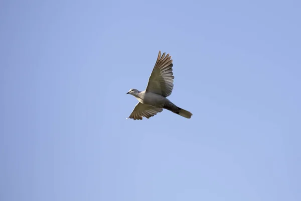 Hermosa Tórtola Turca Vuelo —  Fotos de Stock