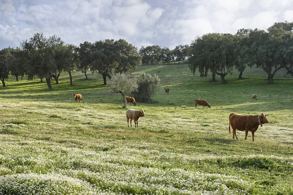 Ganado Pastando Llanura Del Alentejo Sur Portugal —  Fotos de Stock