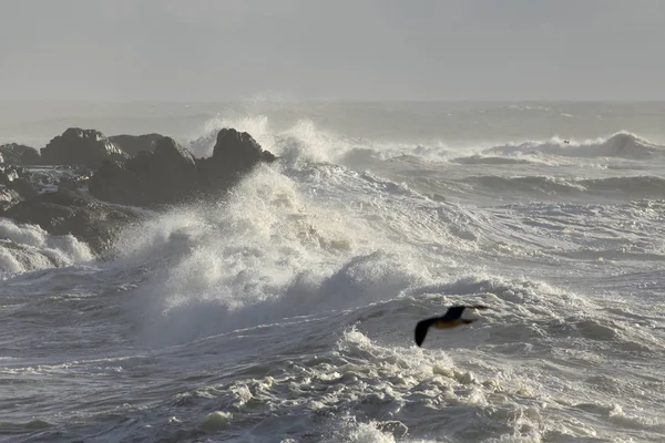 Mare Tempestoso Costa Rocciosa Portoghese Settentrionale Durante Inverno — Foto Stock