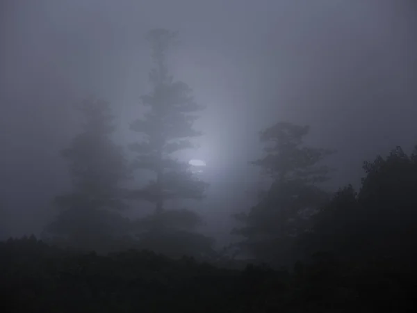 Bosque Una Nebulosa Noche Luna Llena —  Fotos de Stock