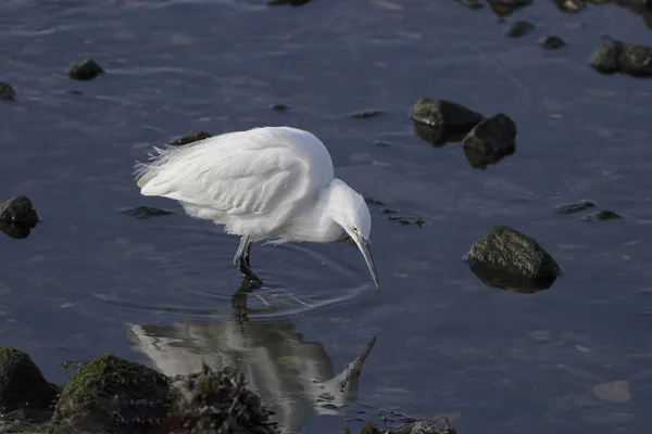 Aigrette Blanche Rétro Éclairée Douce Rivière Douro Pendant Pêche — Photo