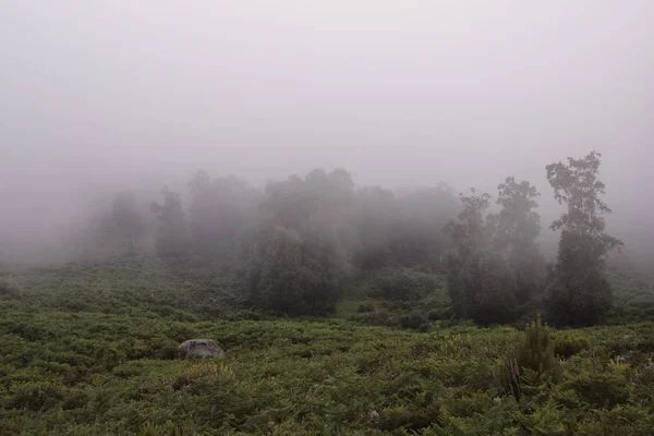 Horská Mlha Zelené Lesy Úsvitu Severní Portugalské Hory — Stock fotografie