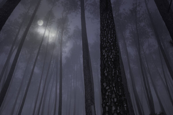 Full moon rising over foggy forest at night or dusk