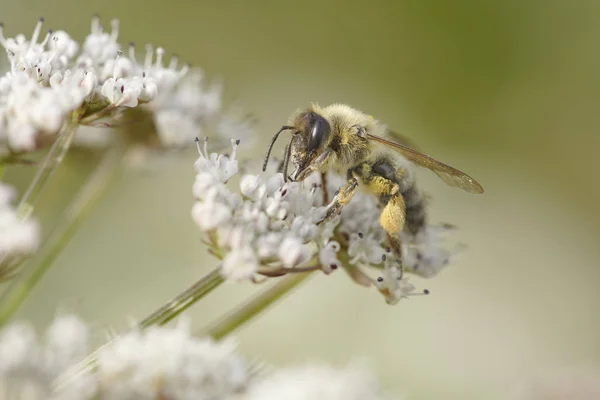 Makró Egy Méh Vad Fehér Virág Pollen Szopás — Stock Fotó